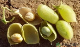 天麻豆是不是鹰嘴豆,探寻两种豆类的异同